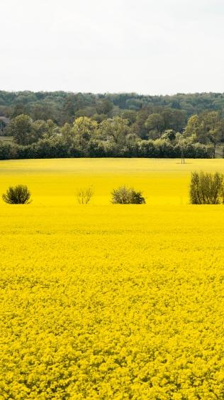 ÜNİVERSAL TİP EKİM MAKİNELERİ | HMS