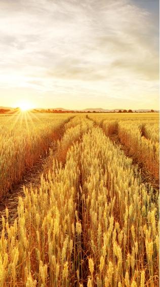 A SERİSİ GÜBRE SERPME MAKİNELERİ | HMS